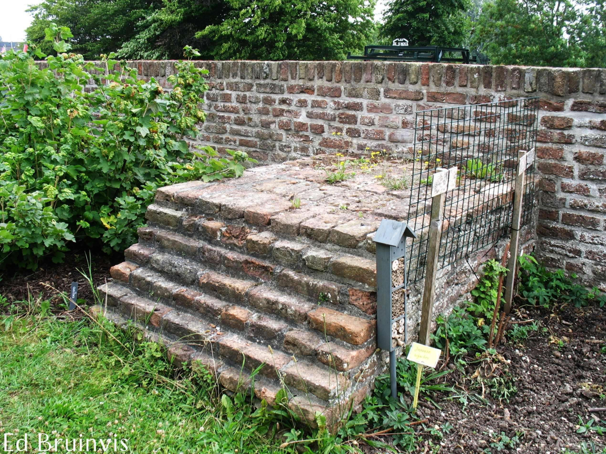 Nijger Lede, Opname 2025 door Ed Bruinvis.