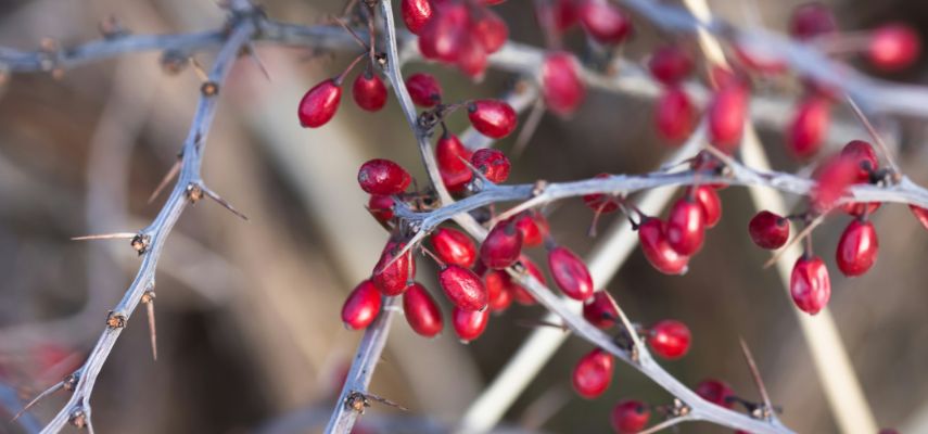 Bron afbeelding: https://consumed.nl/artikelen/berberine/