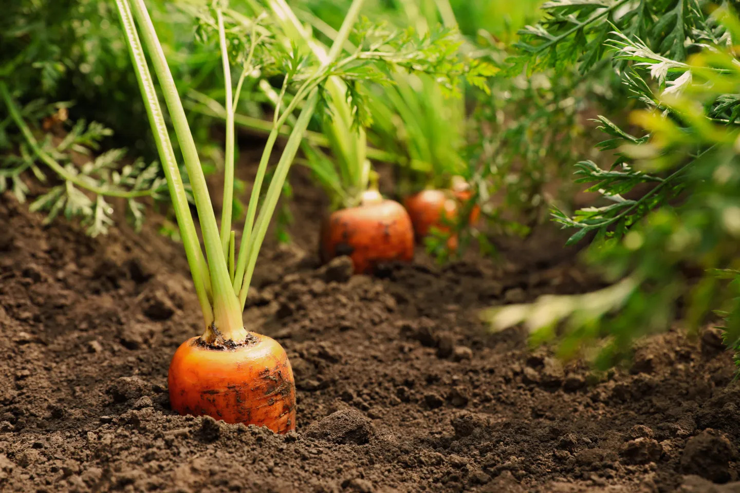 Bij boeren, adviseurs, overheden, financiers en ook in de media is er de laatste jaren steeds meer aandacht voor (landbouw)bodems. Dit is positief. Landbouwgrond is de basis van voedselproductie en vervult tegelijk een aantal belangrijke functies, zoals waterbuffering, koolstofvastlegging en versterking van de biodiversiteit. Maar in sommige berichten lijkt het soms alsof er iets grondig mis is met onze landbouwgrond. Hoe zit het nu echt? Wat weten we over onze bodems? (Bron foto: https://www.wur.nl/nl/longread/de-bodem-daar-toch-iets-mee)